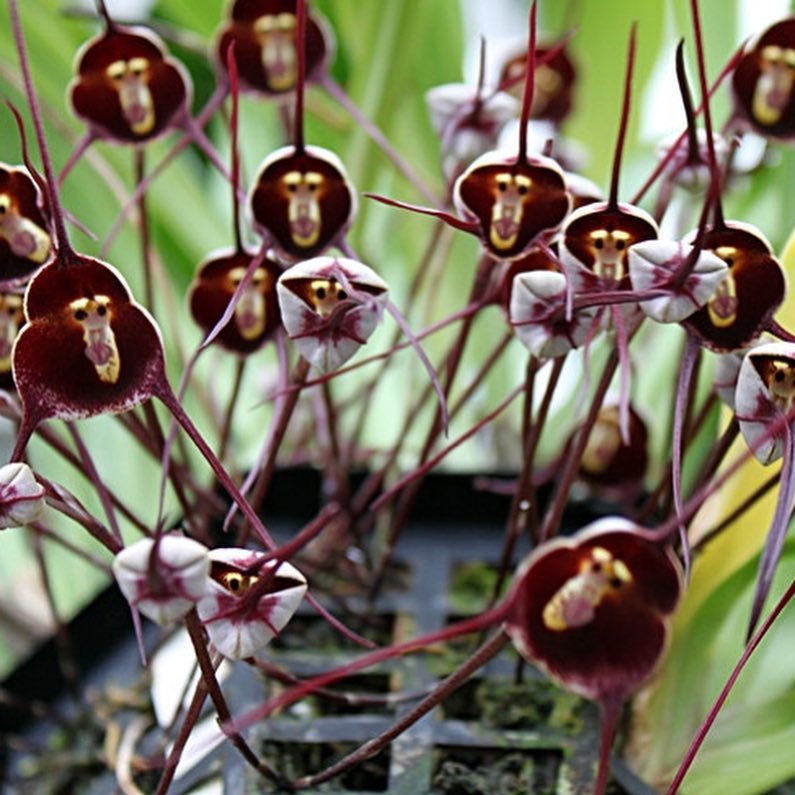 Orquídea carinha-de-macaco: a espécie exótica que chama a atenção de colecionadores