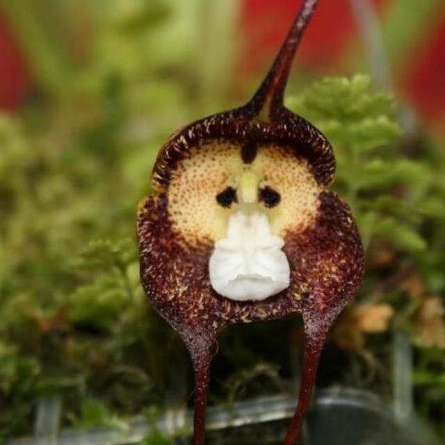 Orquídea carinha-de-macaco: a espécie exótica que chama a atenção de colecionadores