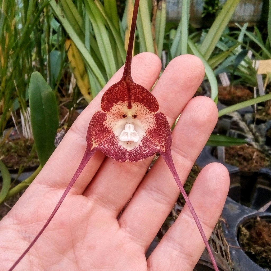 Orquídea carinha-de-macaco: a espécie exótica que chama a atenção de colecionadores