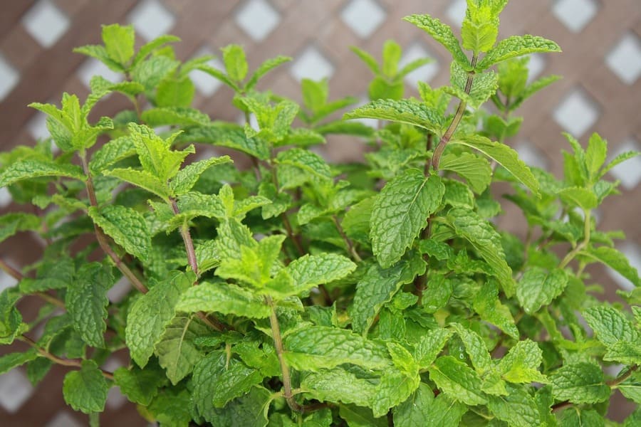 Ervas e Temperos para Cultivar na Sombra- hortela