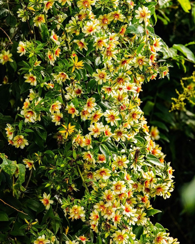 Além de flores lindas, essa planta é PANC, repleta de benefícios e fácil de cultivar.
