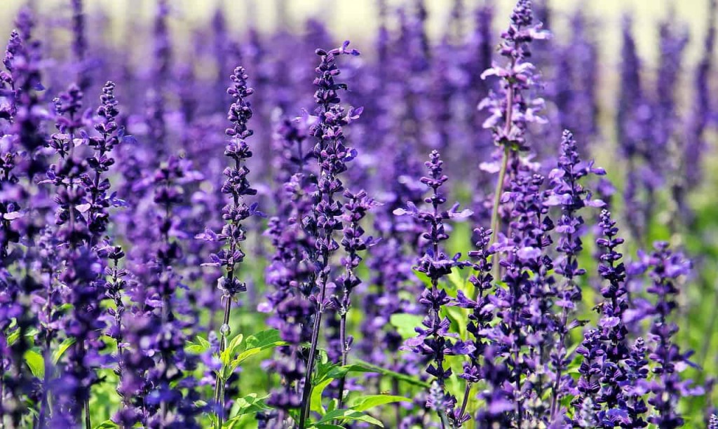 7 plantas que florescem no inverno.