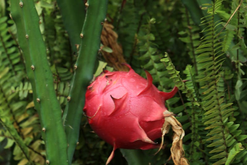 Cultivo da Pitaya: do plantio à frutificação perfeita