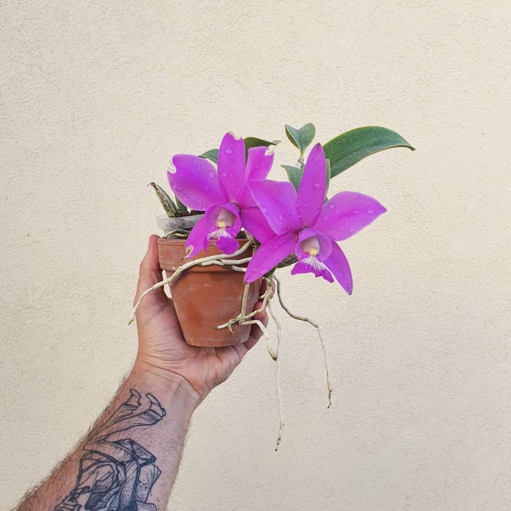 Como Reconhecer se Suas Orquídeas Estão em “Dormência”