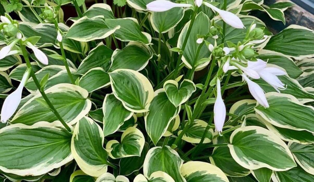 hosta