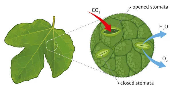 Por que as Plantas Expandem suas Folhas e Flores Durante o Dia?