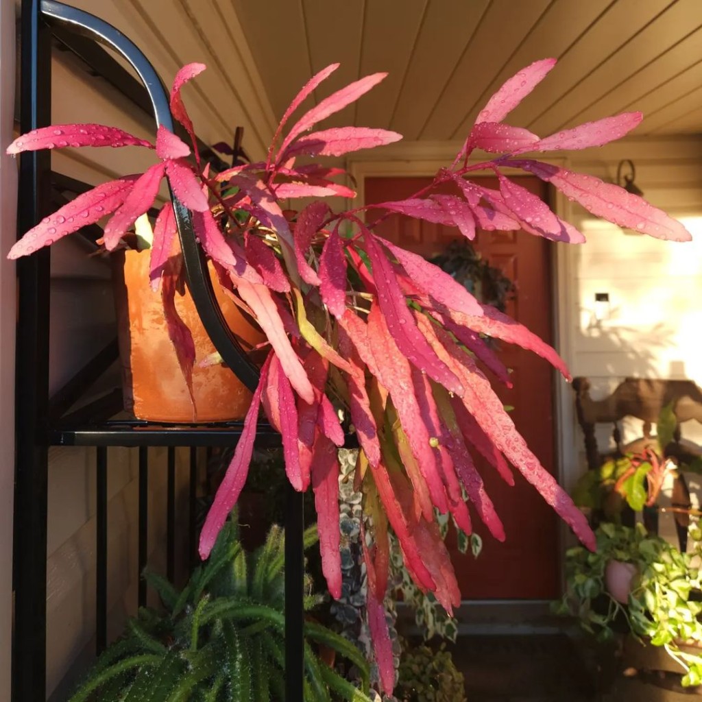 Rhipsalis vermelho, também conhecida como Pseudorhipsalis ramulosa