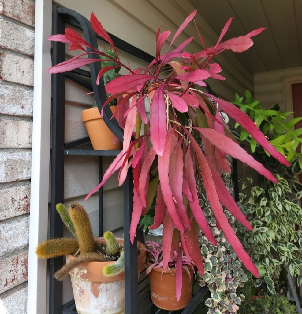 Rhipsalis vermelho, também conhecida como Pseudorhipsalis ramulosa