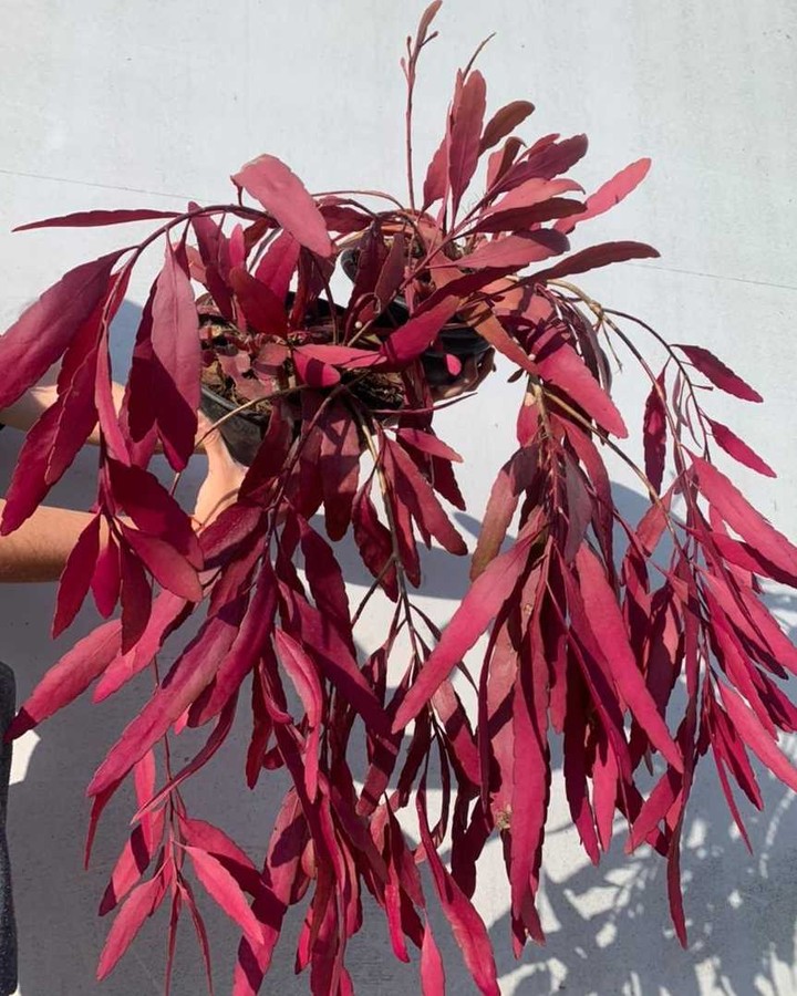 Rhipsalis vermelho, também conhecida como Pseudorhipsalis ramulosa