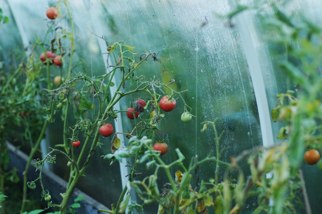 Plantar Tomate em Vaso