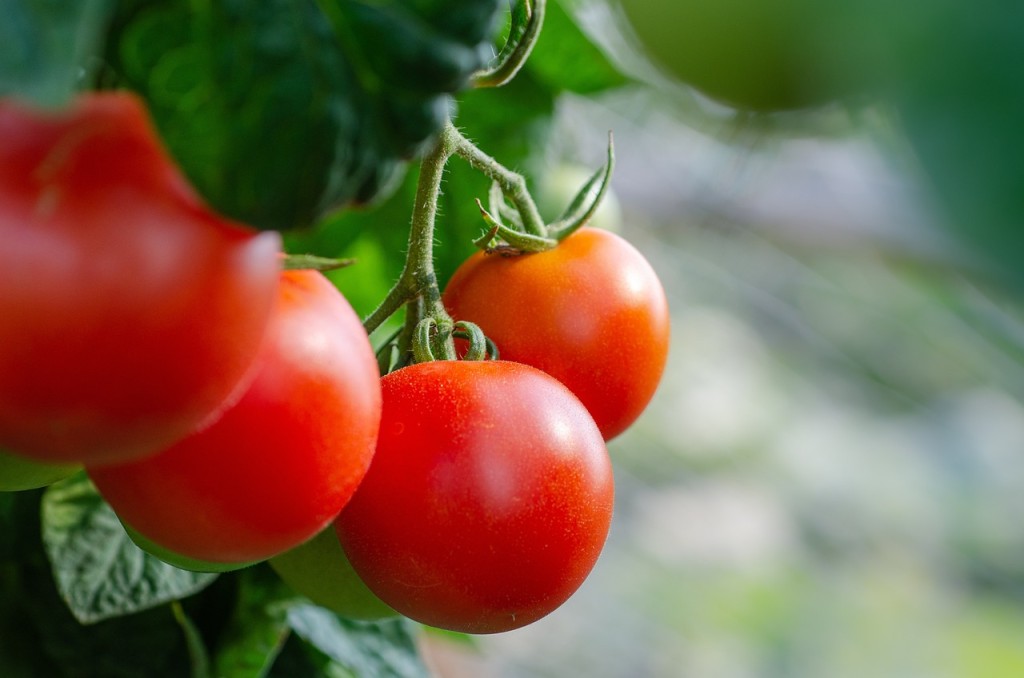 Doenças e pragas ameaçam lavouras de tomate e batata no Brasil