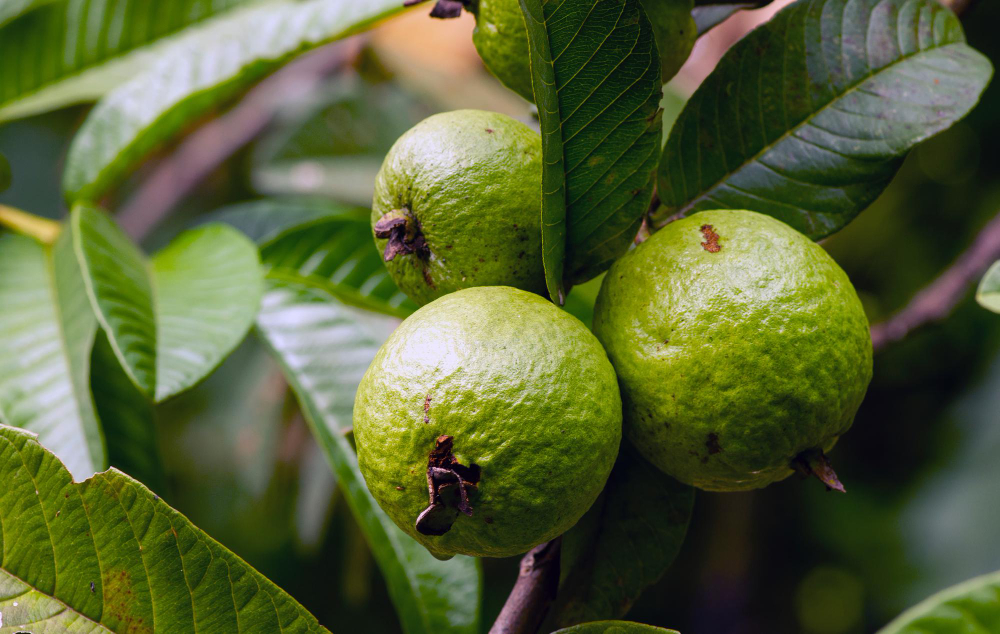 Conheça as Frutíferas Ideais para Iniciar seu Pomar em Vasos ou Quintais