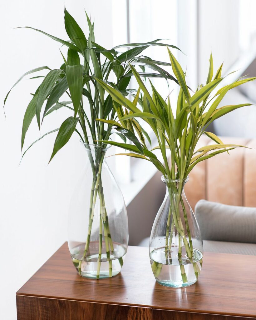 Bambu da sorte: como cuidar da planta que atrai boas energias e decora com elegância