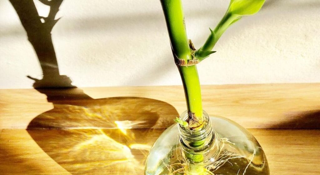 bambu da sorte na agua