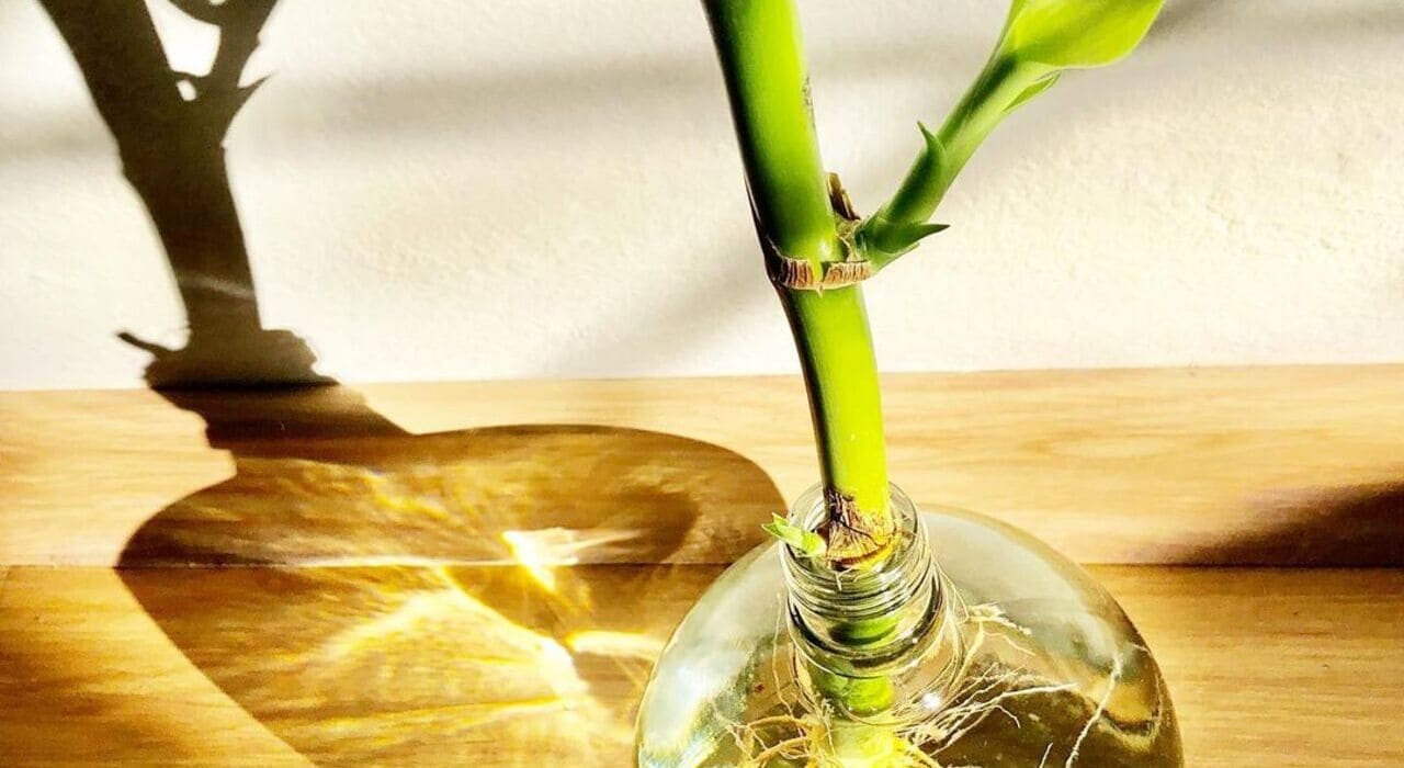 bambu da sorte na agua