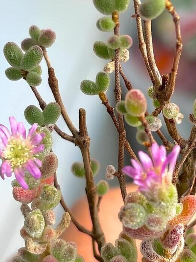 drosanthemum floribundum