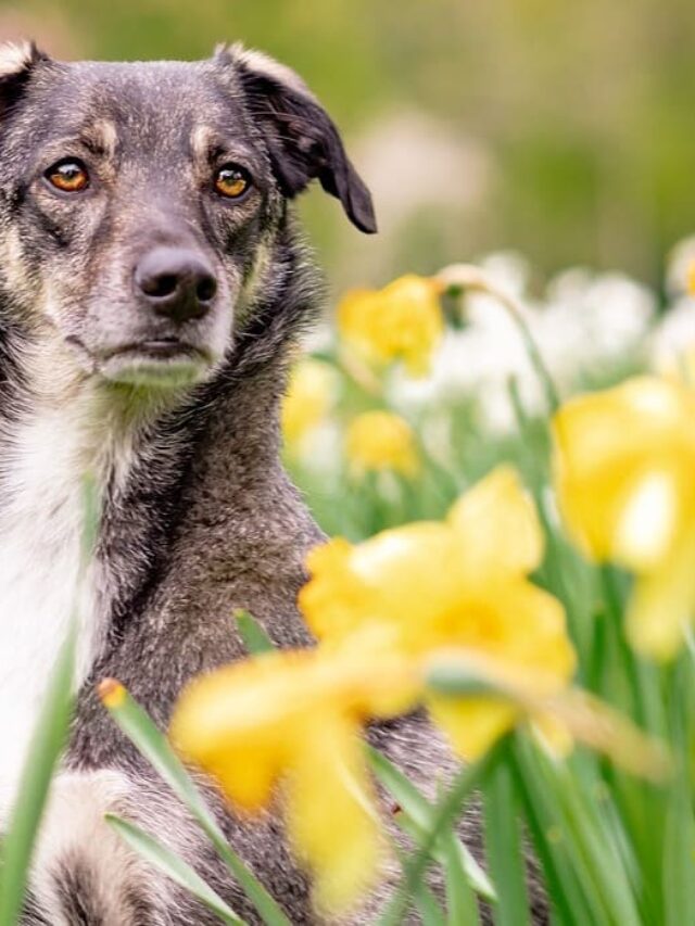 planta amiga dos pets