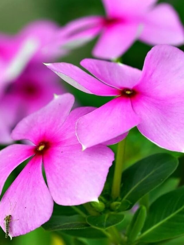 plantas que florescem