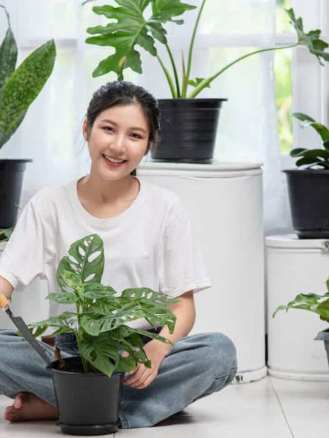 plantas que nao precisam de sol