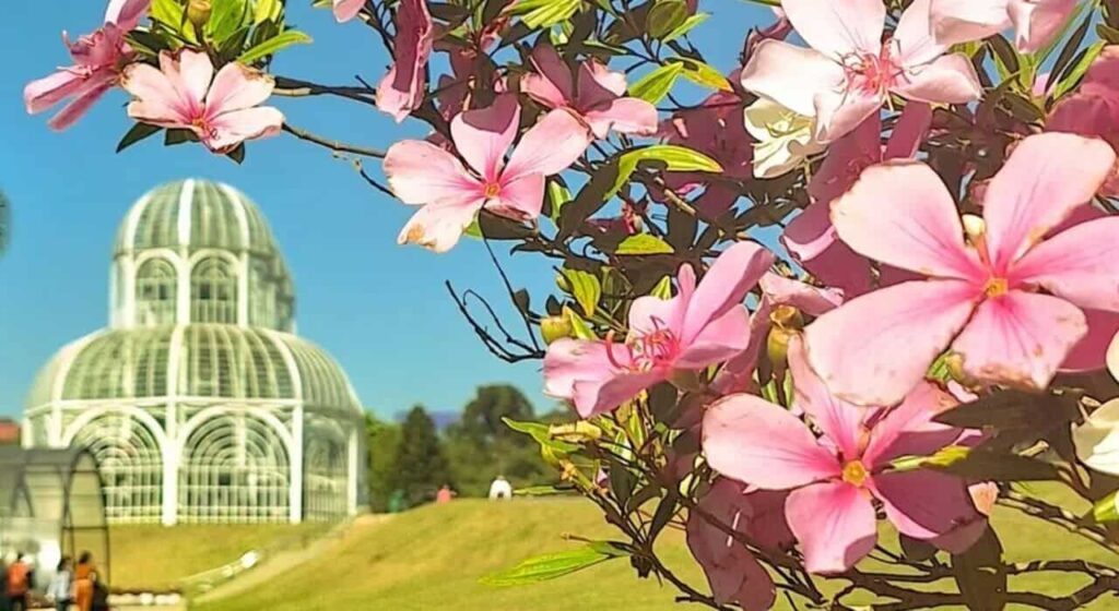 Curitiba se destaca entre os destinos floridos na primavera