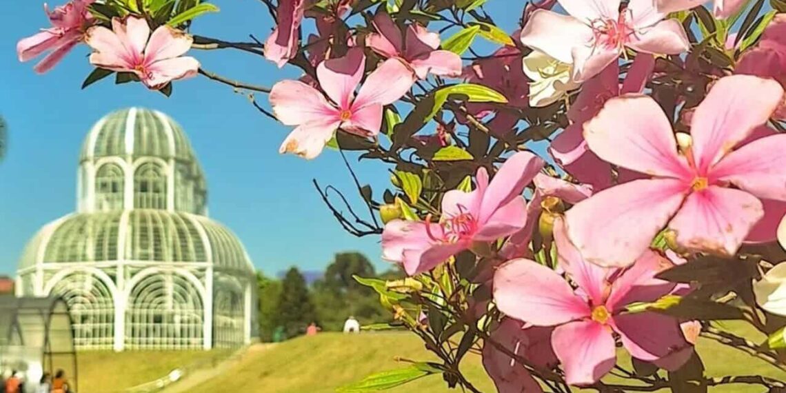Curitiba se destaca entre os destinos floridos na primavera