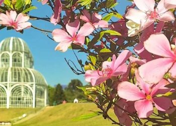 Curitiba se destaca entre os destinos floridos na primavera