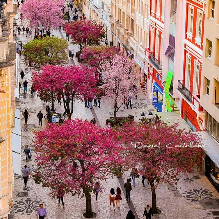 Curitiba se destaca entre os destinos floridos na primavera