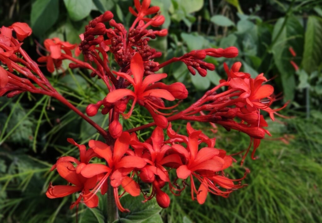 Dia da Árvore: 5 Espécies de árvores floridas para Encantar o Jardim