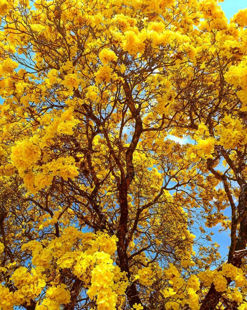 Dia da Árvore: 5 Espécies de árvores floridas para Encantar o Jardim