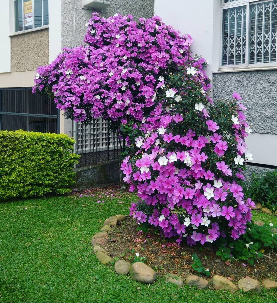 Dia da Árvore: 5 Espécies de árvores floridas para Encantar o Jardim