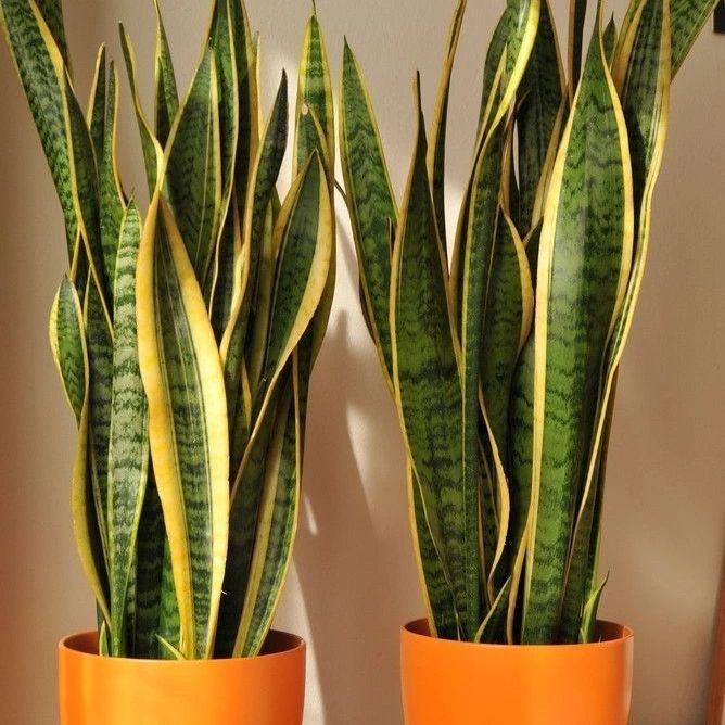 5 plantas perfeitas para ambientes com pouca luz; São fáceis de cuidar e purificam o ar.