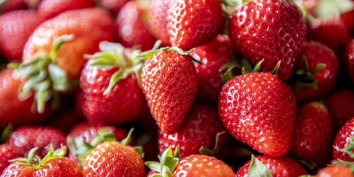 Festa de Flores e Morangos de Atibaia impulsiona a agricultura rural e conecta produtores ao consumidor