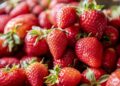 Festa de Flores e Morangos de Atibaia impulsiona a agricultura rural e conecta produtores ao consumidor