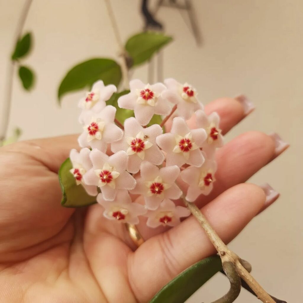 Você conhece a flor-de-cera? Veja como cultivar a hoya e valorizar seus ambientes com elegância natural