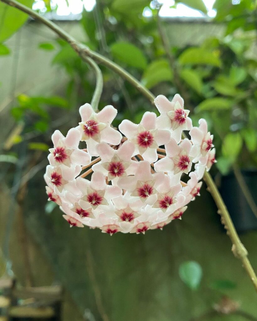 Como cuidar da flor de cera? Descubra tudo sobre a hoya.