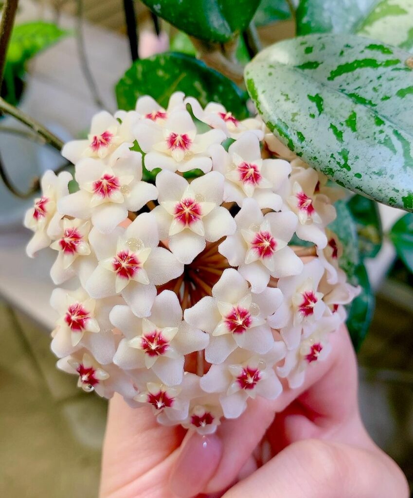 Como cuidar da flor de cera? Descubra tudo sobre a hoya.