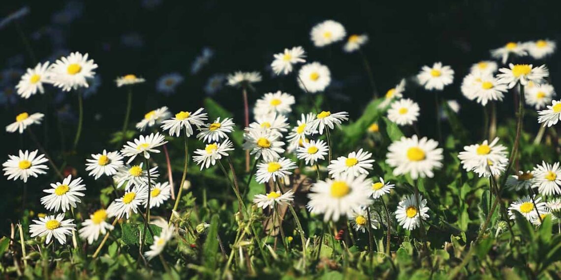 Símbolo da Primavera: Floricultura Paranaense Floresce com Crescimento de 15,2%