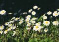 Símbolo da Primavera: Floricultura Paranaense Floresce com Crescimento de 15,2%