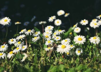 Símbolo da Primavera: Floricultura Paranaense Floresce com Crescimento de 15,2%