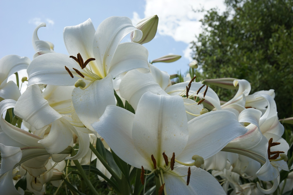 6 Flores para Decoração de Casamentos.