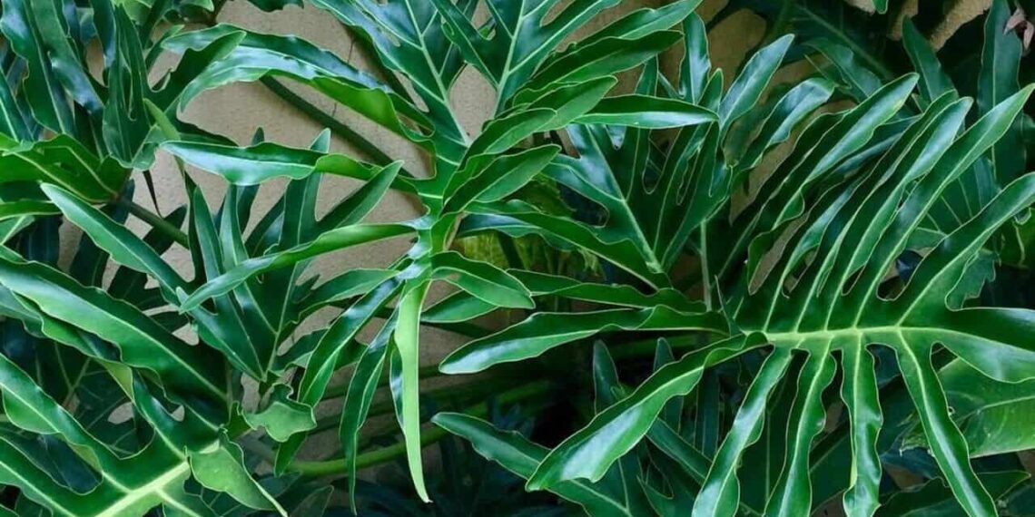philodendron bipinnatifidum