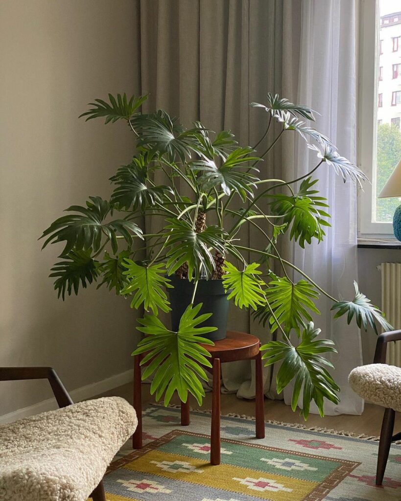 Como cuidar da planta philodendron bipinnatifidum (guaimbê)?