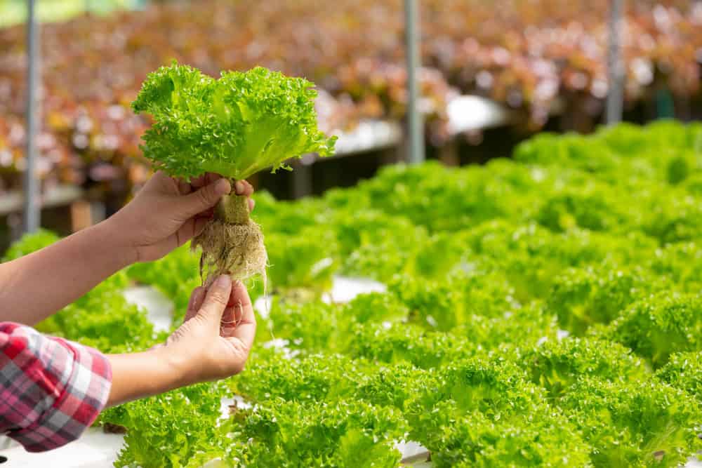 Plantas e flores para cultivar na primavera: dicas certeiras para um jardim cheio de vida