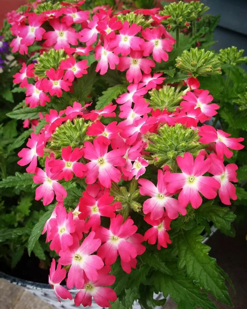 5 plantas que atraem borboletas e pássaros para o seu jardim