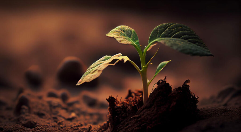 Brasil apresenta à COP 30 projetos que unem agropecuária e clima