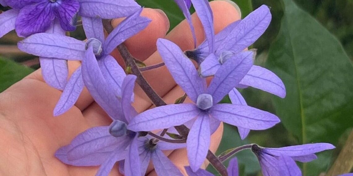 planta viuvinha