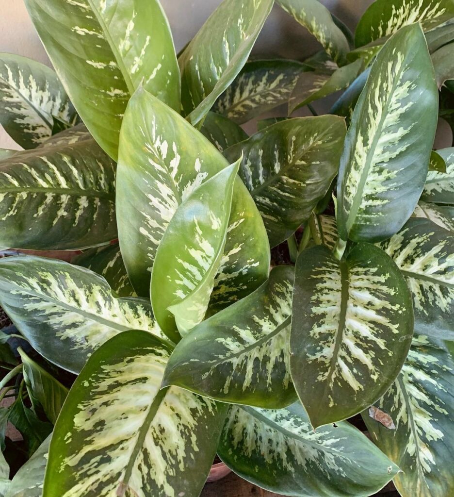 6 plantas que não precisam de sol ótimas para ter dentro de casa (ou do apartamento).