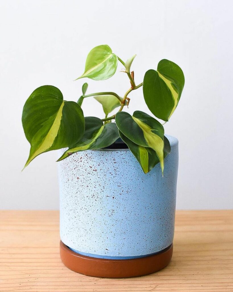 6 plantas que não precisam de sol ótimas para ter dentro de casa (ou do apartamento).
