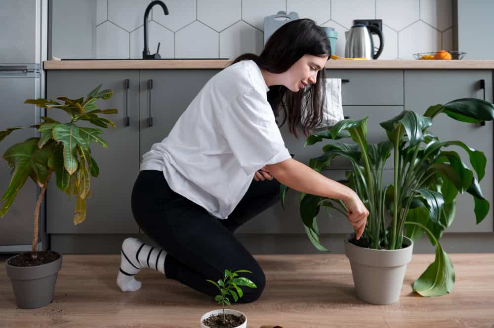5 plantas que ajudam a purificar o ar e melhorar o ar seco.