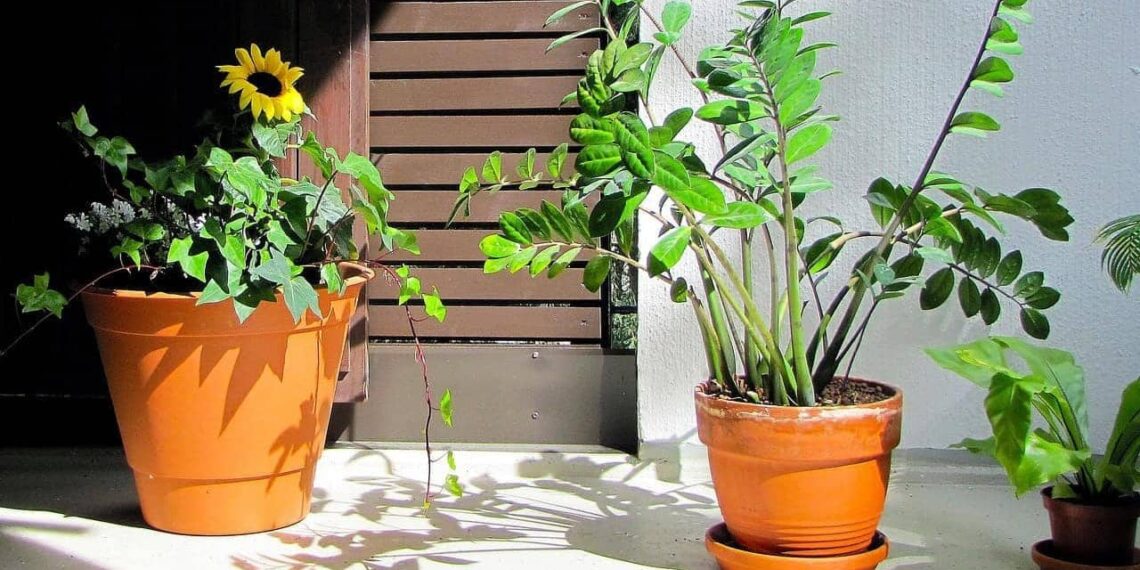 Motivos para Você Ter uma Planta da Fortuna em Casa